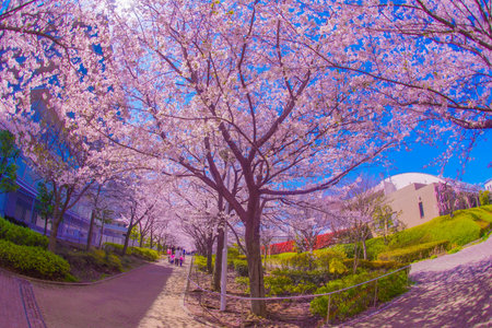 Cherry blossom trees and streetscape. Shooting Location: Tsuzuki Ward, Yokohama Cityの写真素材