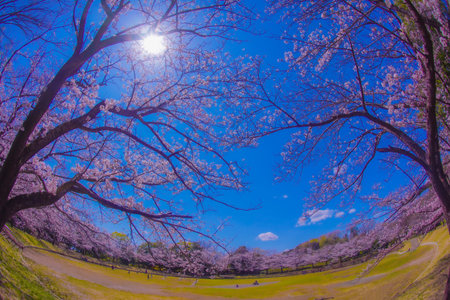 Spring scenery of cherry blossoms in Yamazaki Park. Shooting Location: Tsuzuki Ward, Yokohama Cityの写真素材