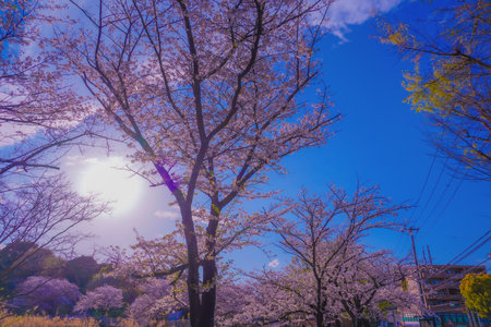 Cherry blossoms and blue sky at Kishine Park. Shooting Location: Kohoku Ward, Yokohama Cityの写真素材