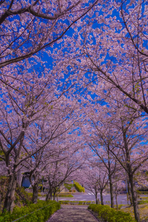 Cherry blossom trees shining against the blue sky. Shooting Location: Tsuzuki Ward, Yokohama Cityの写真素材
