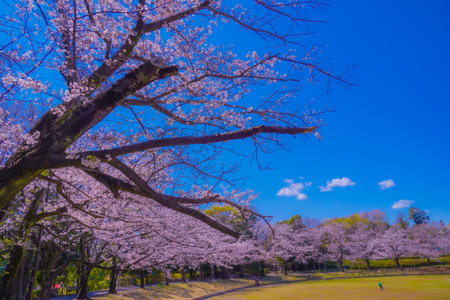 Cherry blossoms and their branches at Yamazaki Park. Shooting Location: Tsuzuki Ward, Yokohama Cityの写真素材