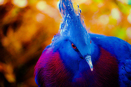 A vibrantly colored Victoria Crowned Pigeon.の写真素材