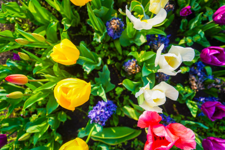 Spring-colored tulip flowerbed. Shooting Location: Chuo Ward, Tokyoの写真素材