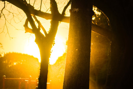 Sunshine in Kishine Park. Shooting Location: Kohoku Ward, Yokohama Cityの写真素材