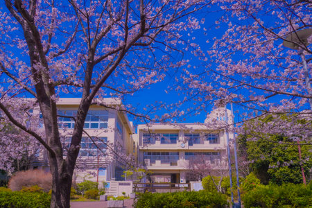 Cherry blossoms and school buildings at Center Kita. Shooting Location: Tsuzuki Ward, Yokohama Cityの写真素材