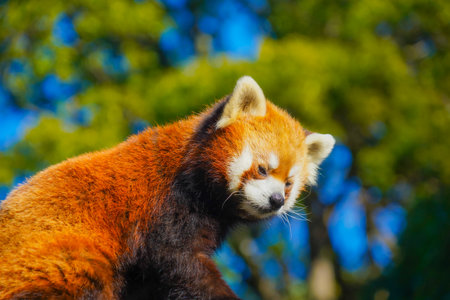 Red panda looking down. Shooting Location: Naka Ward, Yokohama Cityの写真素材