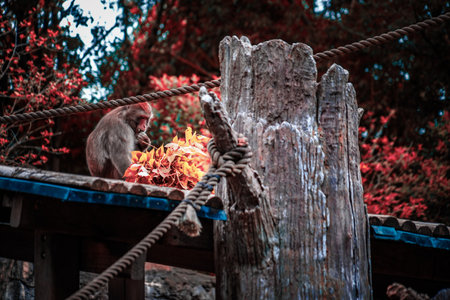 Japanese macaques surrounded by autumn leaves. Shooting Location: Tsuzuki Ward, Yokohama City