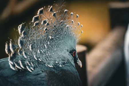 Victoria crowned pigeon in the evening light. Shooting Location: Tsuzuki Ward, Yokohama Cityの写真素材
