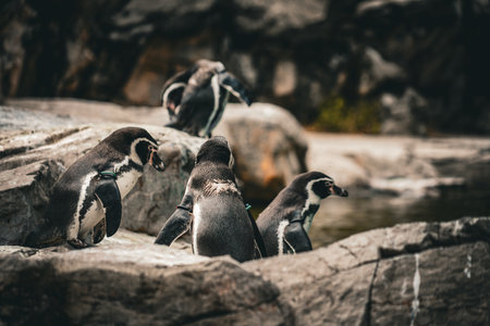 Penguins gathering on the rocks. Shooting Location: Tsuzuki Ward, Yokohama Cityの写真素材