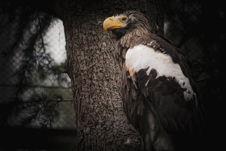 Stellers sea eagle in the forest. Shooting Location: Tsuzuki Ward, Yokohama City