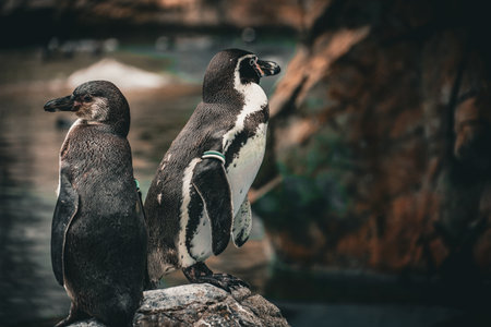 Two penguins standing on a rock. Shooting Location: Tsuzuki Ward, Yokohama Cityの写真素材