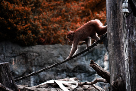 Japanese macaques walking on a tightrope. Shooting Location: Tsuzuki Ward, Yokohama Cityの写真素材