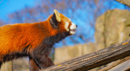 Red panda in profile. Shooting Location: Naka Ward, Yokohama City