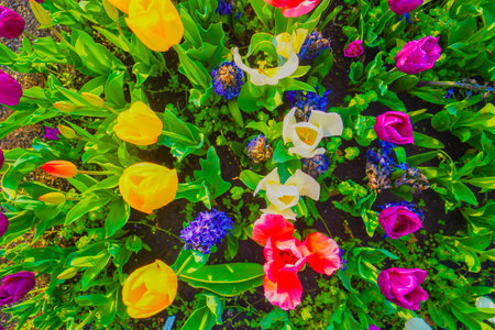 Aerial view of colorful flower beds. Shooting Location: Chuo Ward, Tokyoの写真素材