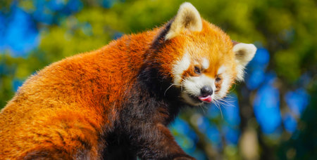 Red panda sticking out tongue. Shooting Location: Naka Ward, Yokohama Cityの写真素材