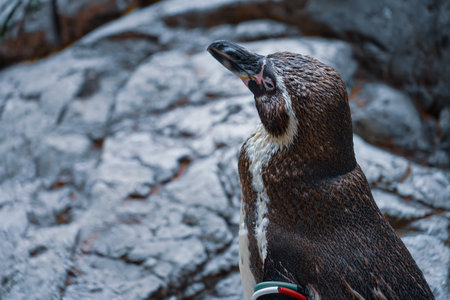 Penguins staring at the rocks. Shooting Location: Tsuzuki Ward, Yokohama Cityの写真素材
