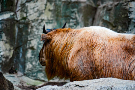 Large herbivore facing sideways. Shooting Location: Tsuzuki Ward, Yokohama Cityの写真素材