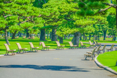 Park benches along a tree-lined avenue. Shooting Location: Chuo Ward, Tokyoの写真素材