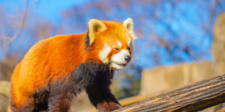 Red panda on a tree.の写真素材