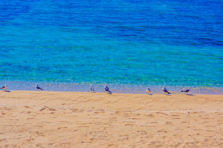 Seagulls lining up on the beach. Shooting Location: Niigata Prefectureの写真素材