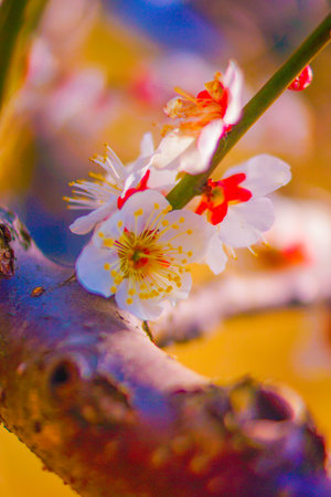 White plum blossoms clinging to the trunk. Shooting Location: Kohoku Ward, Yokohama City