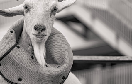 Close-up of a collared goat. Shooting Location: Sendai City, Miyagi Prefectureの写真素材