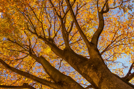 Tree shape with spreading yellow leaves. Shooting Location: Bunkyo Ward, Tokyo