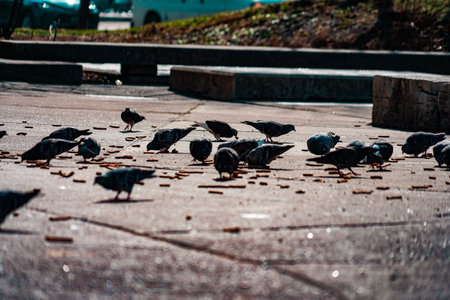 Pigeons flocking in low light. Shooting Location: Nishi Ward, Yokohama Cityの写真素材