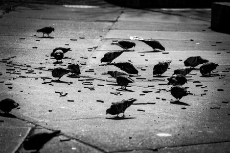 Monochrome flock of pigeons at a feeding station. Shooting Location: Nishi Ward, Yokohama Cityの写真素材