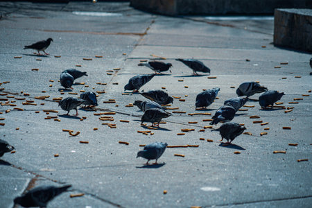 Pigeons pecking at food on the pavement. Shooting Location: Nishi Ward, Yokohama Cityの写真素材