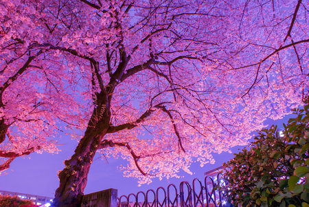 Looking up at cherry blossoms and street lights at night. Shooting Location: Chofu City, Tokyo