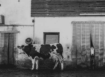 Black and white photo of a small cowshed and two cows.の写真素材