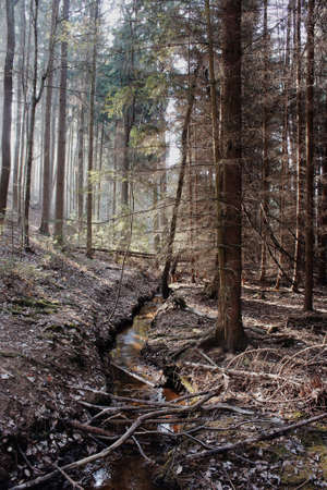 View of a stream flowing through the forest.