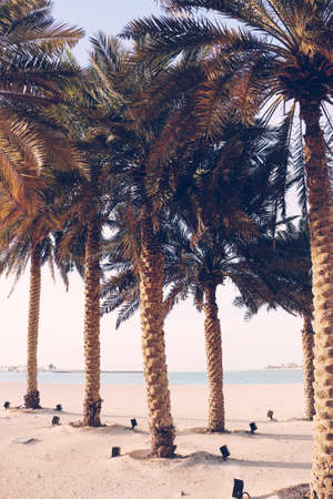 View of palm trees at sunset in Abu Dhabi.