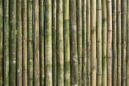 green bamboo fence backgroundの写真素材