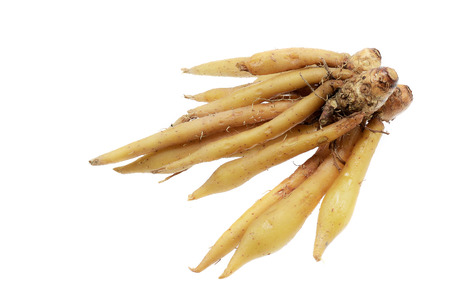 Finger root, Kaempfer, Boesenbergia isolate on white background, Ingredients for Thai Cuisineの写真素材