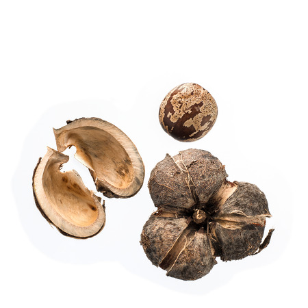 Rubber seeds isolated on white background.の写真素材
