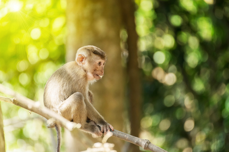Baby monkey sitting on a branch in the forest.の写真素材