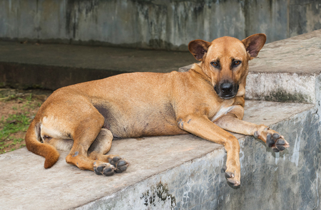 Young brown dog lying watching for anything on the cement floor outside.の写真素材