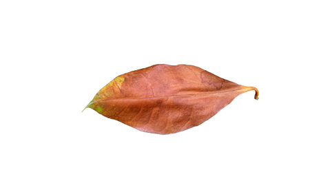 Autumn leaves isolated on white background.の写真素材