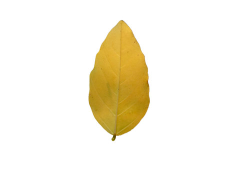 Yellow leaf isolated on white background. Autumn season.の写真素材