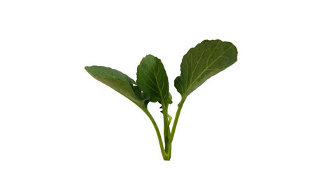 Chinese kale vegetable isolated on white background.の写真素材