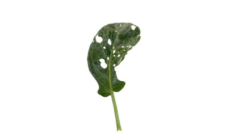 Leaf of arugula isolated on a white background cutoutの写真素材