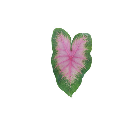 Caladium bicolor leaves isolated on white backgroundの写真素材