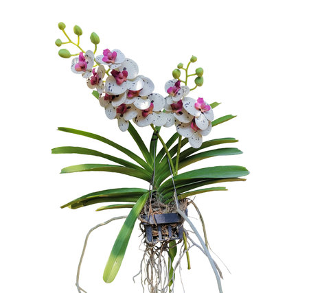 White and pink orchid flowers isolated on white backgroundの写真素材