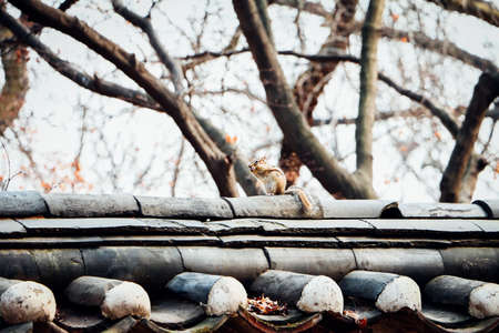 A Squirrel on the roofの写真素材