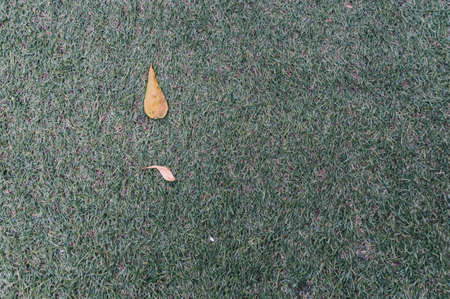 Green field with a yellow leafの写真素材