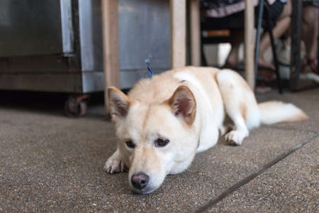 chiba-inu dog sit onの写真素材