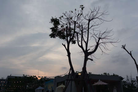 Sunset and twilight sky with tree