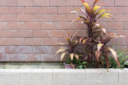garden in front of a brick wallの写真素材